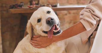 julien pet sitter à bischwihr 68320_0
