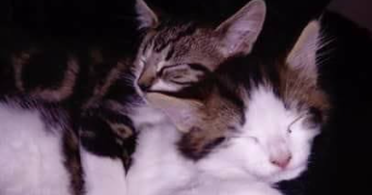 laetitia pet sitter à EVRY COURCOURONNES 91000_2
