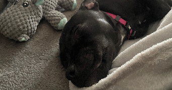 cassandra pet sitter à MARCHEPRIME 33380_7