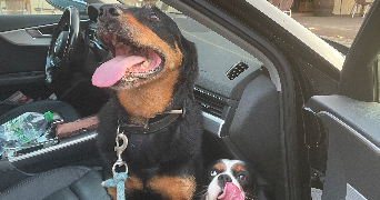 leya pet sitter à MONTPELLIER 34000_3