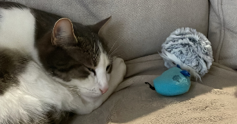 alyssa pet sitter à CHEU 89600_0
