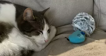 alyssa pet sitter à CHEU 89600
