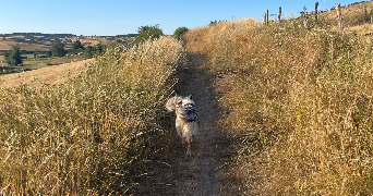 loane pet sitter à CLERMONT FERRAND 63000_1