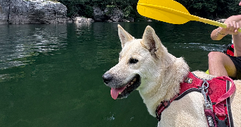 louane pet sitter à LE PUY EN VELAY 43000_3