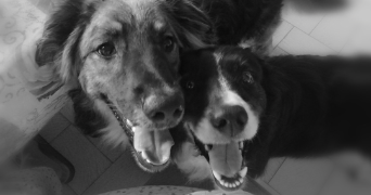 cathy pet sitter à Valence d'agen 82400_8