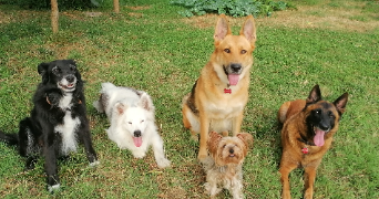 anthéa pet sitter à MARMANDE 47200_4