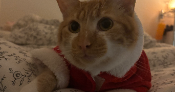 emma pet sitter à MALAKOFF 92240_1