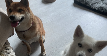 doriane pet sitter à SOUFFLENHEIM 67620_3