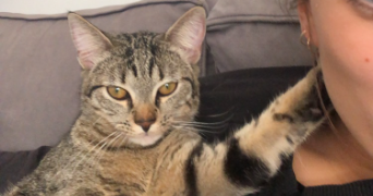 margaux cat sitter à LILLE 59000_2