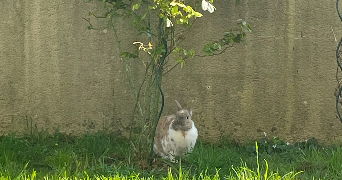 evodie pet sitter à EVRY COURCOURONNES 91000_1