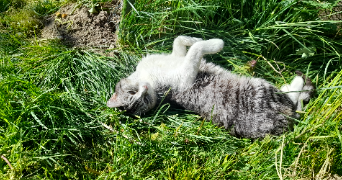 lisa pet sitter à ST GERVAIS LES BAINS 74170_1