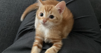 cassandre pet sitter à NIORT 79000_2