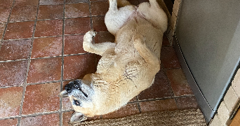 loris pet sitter à LYON 01 69001_2