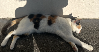 anais pet sitter à Clohars Carnoët 29360_1