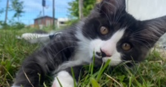 ambre pet sitter à BIGANOS 33380_0