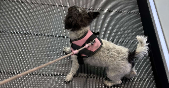 marie pet sitter à POLLESTRES 66450_1
