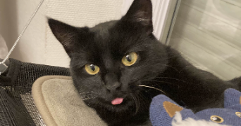 lola pet sitter à BOURG EN BRESSE 01000_1