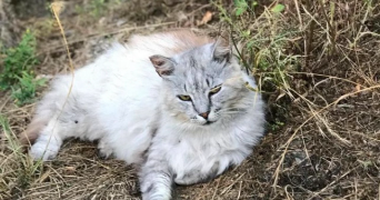 lilou pet sitter à ANGERS 49000_2