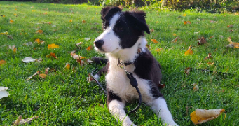 joanna pet sitter à ROUEN 76000_9