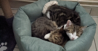 noé cat sitter à béziers 34500_1