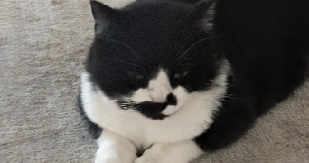 isabelle pet sitter à MARLY 57155_7