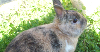 showna pet sitter à CHENOVE 21300_0