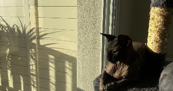 camille pet sitter à Saint Vincent de Tyrosse 40230_8