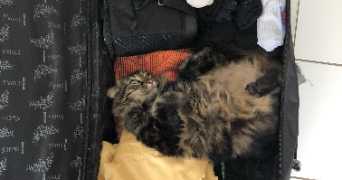 méline pet sitter à PARIS 11 75011_8