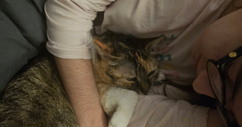 ilona pet sitter à VOREPPE 38340_3