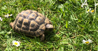 léa pet sitter à LE HAVRE 76620_5