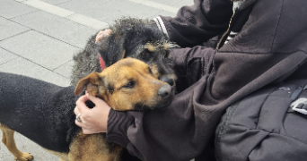 norah pet sitter à PARIS 12 75012_3