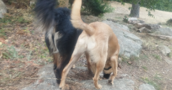 manon pet sitter à ANTIBES 06600_3