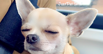 jus pet sitter à LE HAVRE 76620_2