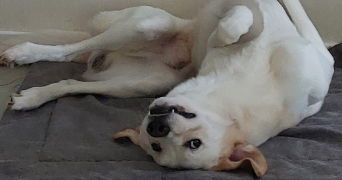 victoria pet sitter à EPAGNY METZ TESSY 74330_3