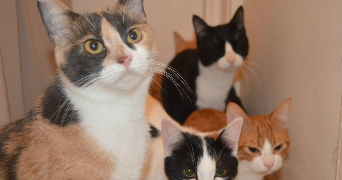 samrat ousria pet sitter à AVIGNON 84000_0