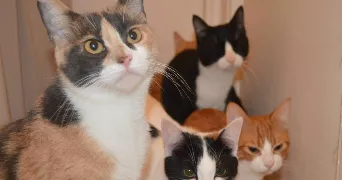 samrat ousria pet sitter à AVIGNON 84000