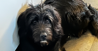 sophie pet sitter à VAUGRIGNEUSE 91640_4