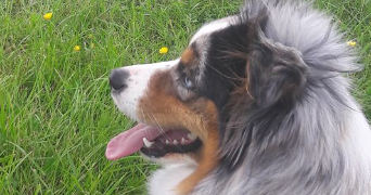 marine pet sitter à ROUANS 44640_0