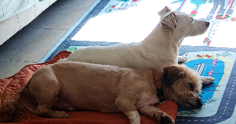 izza pet sitter à LEUVILLE SUR ORGE 91310_3