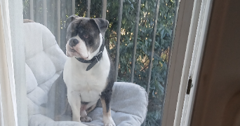 léo pet sitter à ST DENIS 93210_4