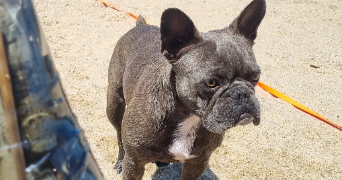 yana pet sitter à VARS SUR ROSEIX 19130_0