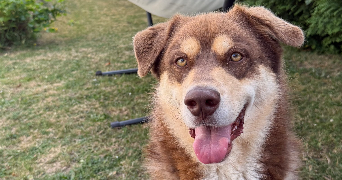 morgane pet sitter à LE MESNIL ST DENIS 78320_3