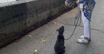 armonie pet sitter à MARSEILLE 09 13009_2