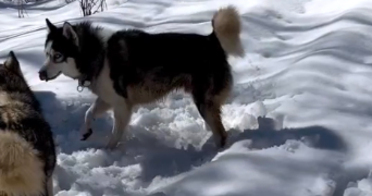 sloann pet sitter à THIAIS 94320_1