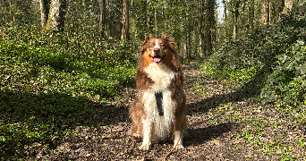 emeline pet sitter à AUCHEL 62260_3