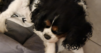 elodie pet sitter à ETAMPES 91150_4
