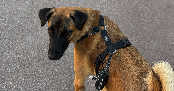 ilef pet sitter à MENTON 06500_5