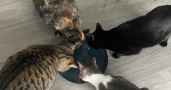 lilly cat sitter à POITIERS 86000_1