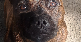 marjorie pet sitter à LYON 08 69008_0