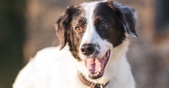 sarah pet sitter à LOYAT 56800_9